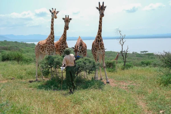 Guardian Savannah Island Baringo — Stock Photo, Image