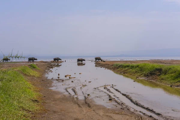 Buffes Het Meer Kenia — Stockfoto