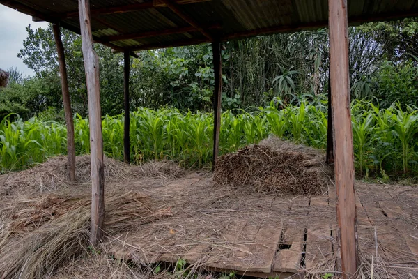 Plantación Caña Azúcar África — Foto de Stock