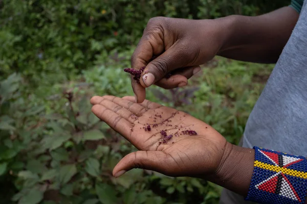 Afrikansk Bonde Väljer Amaranth Frön — Stockfoto