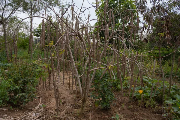 Moringa Seeds Plantation Africa — Stock Photo, Image