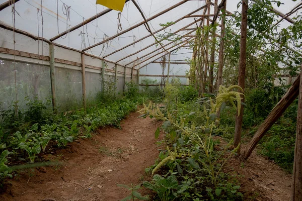 A greenhouse in the fields of Kenya