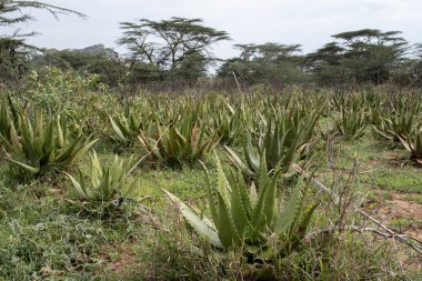 aloe, aloe vera, bitki, sulu bitki, afrika, ekin, alan, oglie, iyileştirici, dikenli, güzellik, kaktüs