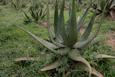 Aloe ile işlenmiş bir tarla.