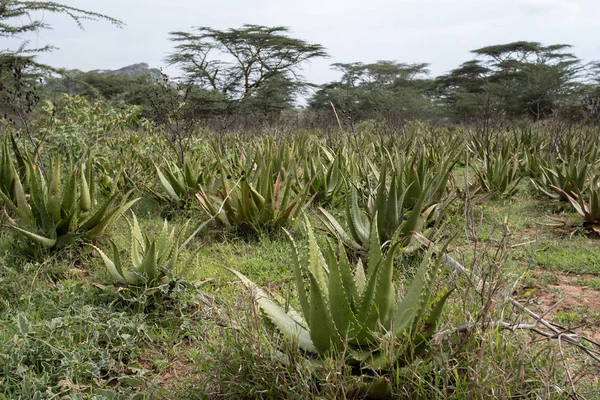 Aloe Aloe Vera Plant Succulent Plant Africa Cultivation Field Oglie — Stock Photo, Image