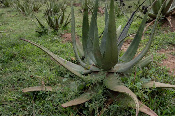 Campo Cultivado Con Aloe —  Fotos de Stock
