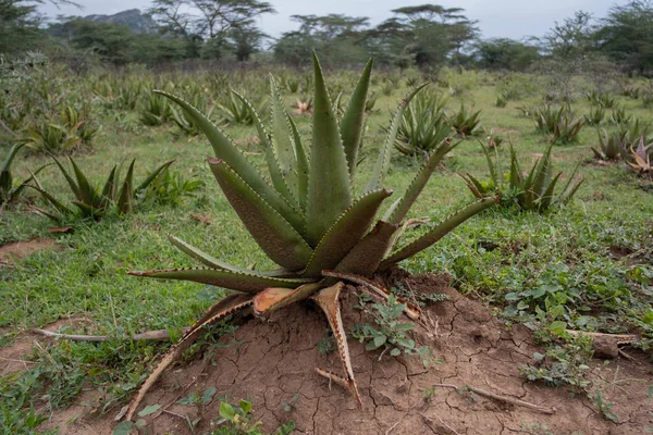 Field Cultivated Aloe — Stock Photo, Image
