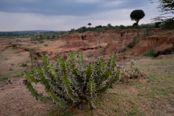 Rocky Landscape Kenya — Stock Photo, Image