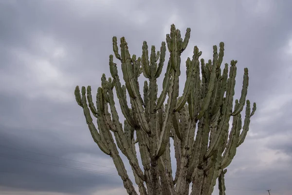 Een Grote Cactus Kenia — Stockfoto