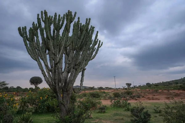 Large Cactus Kenya — Stock Photo, Image