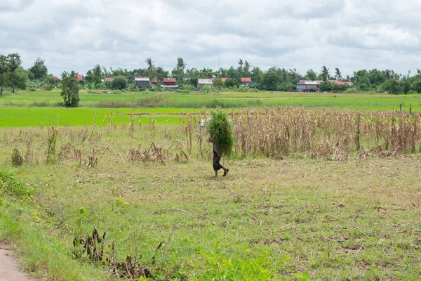 Cambodia Peasant Woman Who Works Fields — Stock Photo, Image