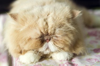 Tatlı zencefil kedi battaniye de sleepeng