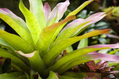 Bromeliaceae bitki yaprakları ile yeşillik