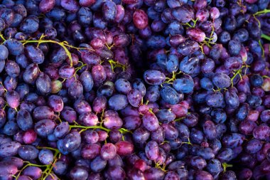 Taze olgun siyah üzüm, şarap ve hasat konseptinin arka planı