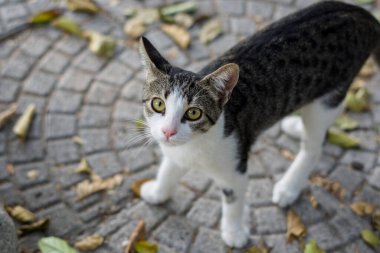 Bahçede kameraya bakan sevimli bir kedi yavrusu.