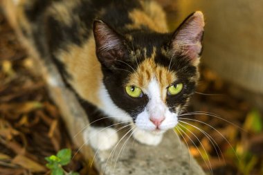 Bahçede oturan bir kedi