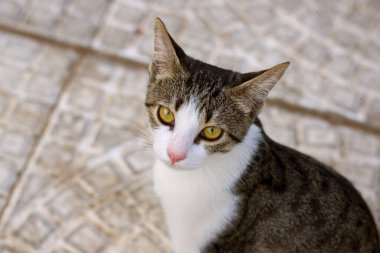 Bahçede oturan bir kedi