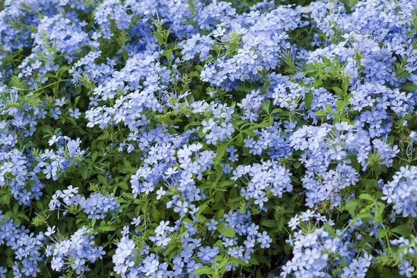 Verse Zomer Achtergrond Van Weinig Licht Blauwe Bloemen — Stockfoto