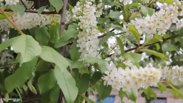 Blommor Fågel Cherry Tree Närbild — Stockvideo