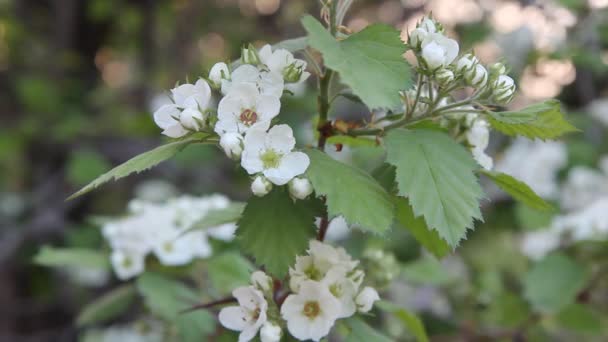 Flowering Hawthorn Hawthorn Flowers Close — Stock Video