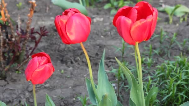 Tre Röda Blommande Tulpan Närbild — Stockvideo