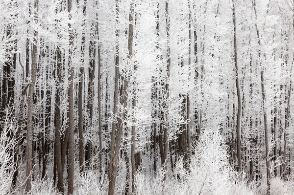 trunks and branches of bare deciduous trees covered with white snow, a photo in the forest in winter.