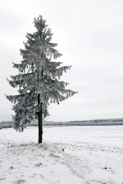 one spruce tree growing on a hill and completely covered with white frost during frosts, a close-up photo. In the background a white sky and a frozen mixed forest