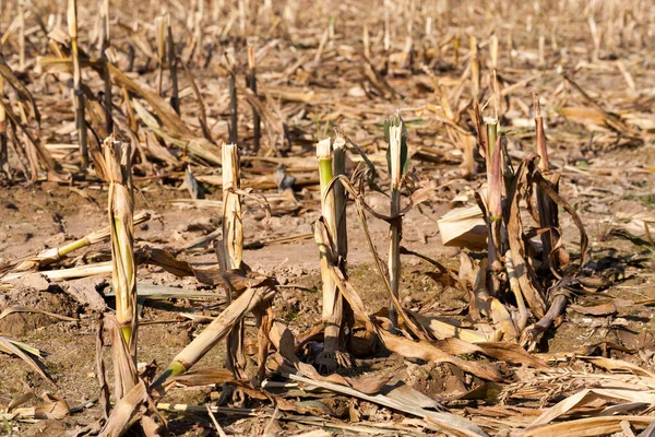 high and stiff stubble left in the field after corn harvest, close-up photo