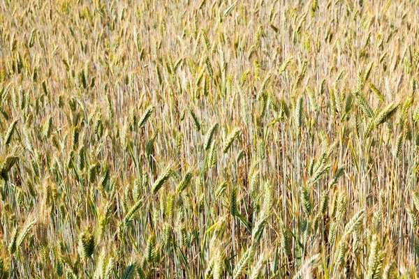 Rye ears in the field, where agricultural products are grown, close-up of the plant before maturation in the middle of summer