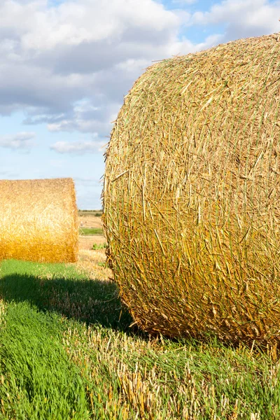 Straw stacks during harvest, left temporarily on the field, summer photo in sunny weather