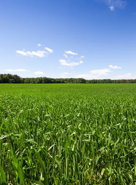 Fresh spring green grass in the field. The agricultural field on which winter wheat is grown.