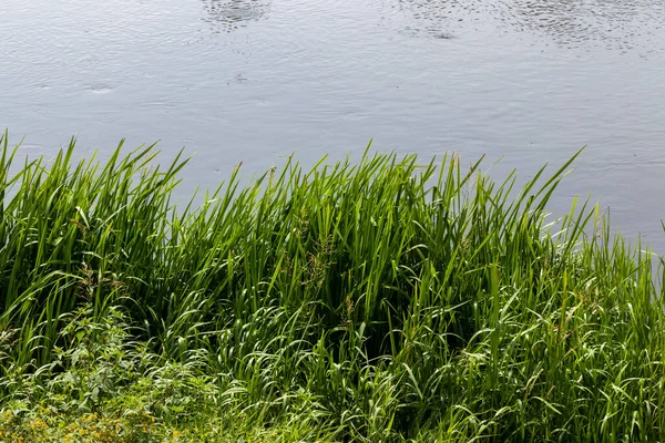 beautiful green grass growing on the shore of a small river. Photo close-up.