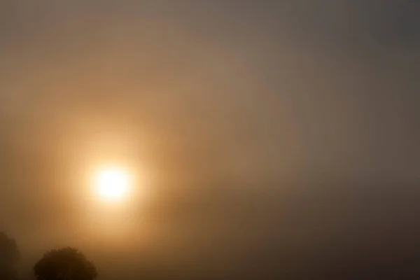 Yellow sun shining through the fog in the morning. The top of the deciduous tree is seen at the bottom left. dark photo with sky