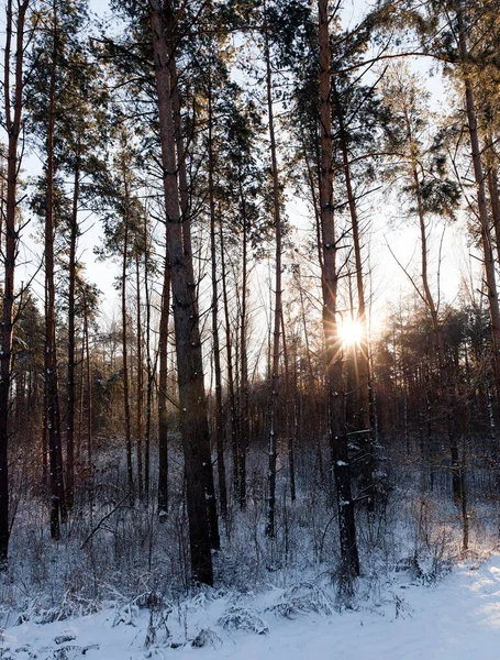 Pine forest in winter during sunset. Through the trunks of trees shines the low-lying sun.