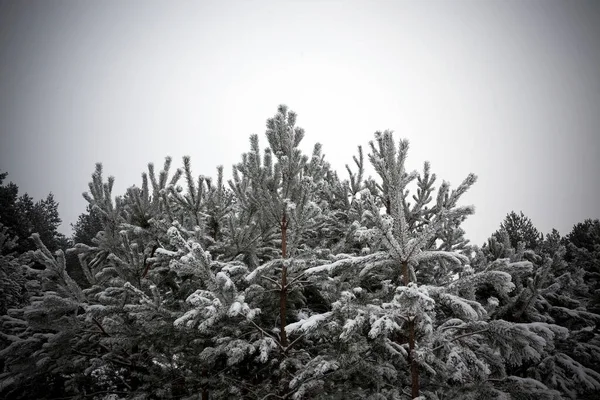 young trees spruce covered with white frost in winter. photo close-up in cloudy frosty weather.