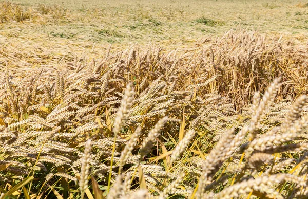 mature wheat ears on the background of greased ears, summer close-up photo