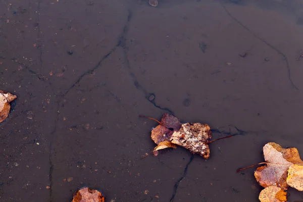 dirty water in a puddle and a few torn yellow leaves in the water, an autumnal gloomy close-up in cloudy weather