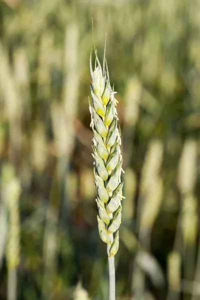 one green wheat ear, in the background other ears are out of focus, close-up. Agricultural field on which immature green ears of wheat grow