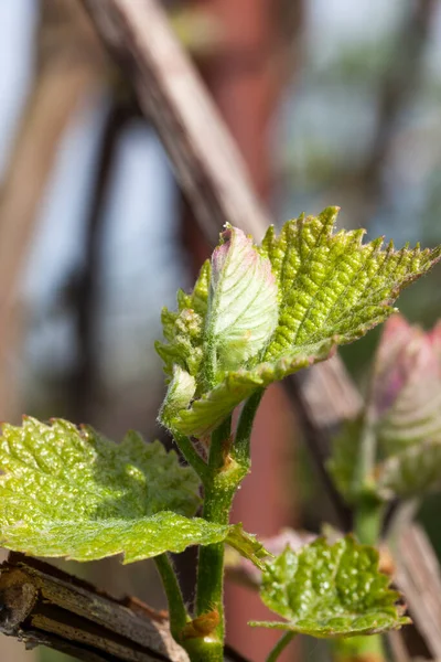 Fresh young leaves of grapes, springing from buds in spring, close-up — Stock Image Fresh Young Leaves Grapes Springing Buds Spring Close Stock Picture