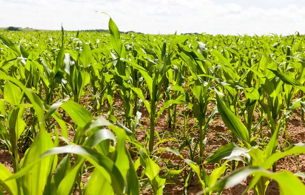 green corn on a field with a high yield, a summer or spring landscape