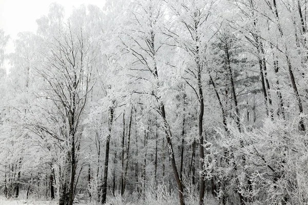 levels of trees in the winter season during frost and Cloudy weather , gray sky, On the branches of trees frost and snow