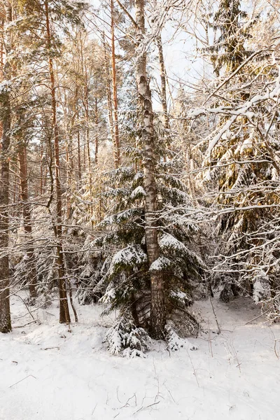trees growing in the forest , Photo taken in the winter season after a snowfall, On the ground lie snowdrifts