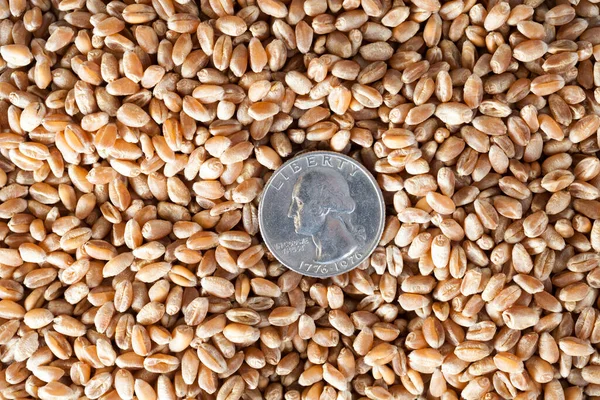 obverse with a quarter of a dollar portrait lying on a pile of cereals, agriculture as a business