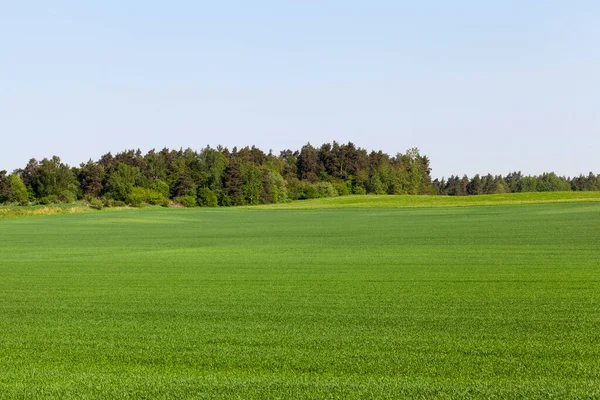 landscape in summer with green vegetation and blue sky, on the edge of the field