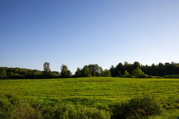 landscape in summer with green vegetation grass, which is used as a pasture for livestock on the farm