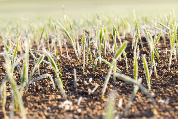 agricultural field on which grow green shoots of wheat covered with morning frost ,Autumn season, winter cereals, Photo taken closeup