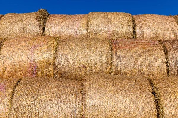 photo from the bottom of highly packaged straw stacks in the form of cylindrical rolls, summer