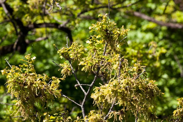 New green oak foliage with flowers in spring, close-up in the forest — Stock Image New Green Oak Foliage Flowers Spring Close Forest Stock Image