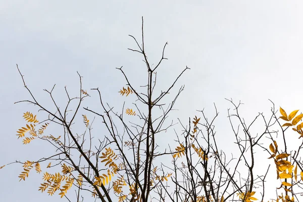 small amount of yellowing leaves of trees in the autumn season, autumn of the year, a small depth of field