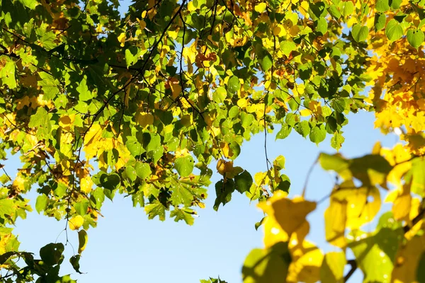 yellowed foliage of a linden in the autumn season ,photo taken closeup with a small depth of field